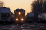 T003 emerges from the twilight glow as it creeps through the yard